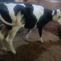 گوساله ماده سیمینتال آمپولی سوپر جنس
