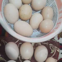 تخم  لاری نطفه دار