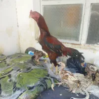 خروس لاری جوجه لاری