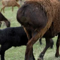 بز کهره دار میش بره دار قوچ افغانی کوار