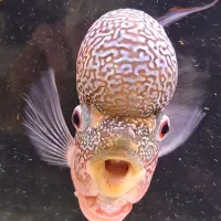 ماهی فلاور|ماهی|اسفراین, |دیوار