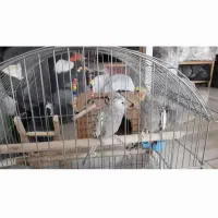 فروش عروس هلندی