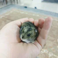 آقای سیمون