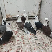 طوقی ومخمل پلاکی|پرنده|شیراز, ارم|دیوار