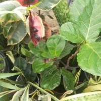 گیاهان آپارتمانی|گل و گیاه طبیعی|تهران, توحید|دیوار