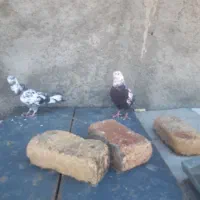 فروش کفتریاکبوتر