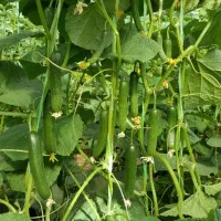 مشاوره میدم در پرورش محصولات گلخانه ای