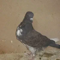چند تعداد کفتر نرو ماده بشرت|پرنده|قیدار, |دیوار