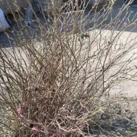 گل محمدی|گل و گیاه طبیعی|نیشابور, فضل|دیوار