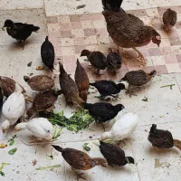 نیمچه مرغ و خروس عربی