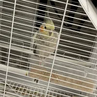 عروس هلندی با قفس و وسایل و کیف بیرون بردن عروس|پرنده|تبریز, |دیوار