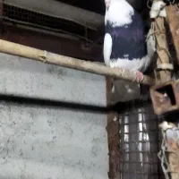 کبوتر کله دم سبز و طوقی نر|پرنده|قائم‌شهر, |دیوار