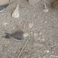 ماده لوتینومعاوضه