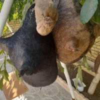 هیزه|ظروف نگهدارنده، پلاستیکی، یکبارمصرف|الشتر, |دیوار