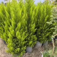 لاوسون و مورت ( کاج طلایی)|گل و گیاه طبیعی|شیرود, |دیوار