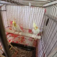 باسلام یجفت عروس مولدبه شرط سالم|پرنده|قرچک, شهرک مهستان|دیوار