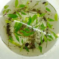 آکواریوم
