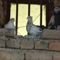 کبوتر|پرنده|دره شهر, |دیوار