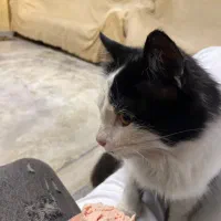 گربه پیدا شده