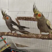 عروس هلندی دو ماهه