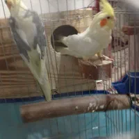 جفت عروس هلندی مولد بشرط