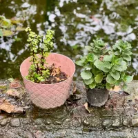 درخچه‌های زیبا و گلدار برای تزیین فضای شما|گل و گیاه طبیعی|گرگان, |دیوار