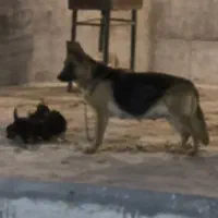 توله برای واگذاری|سگ|فردیس, قریشی|دیوار