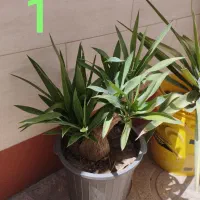چند عدد گل یوکا سالم و سرحال