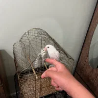 یک‌ جفت طوطی برزیلی