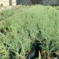 نهال گز شاهی