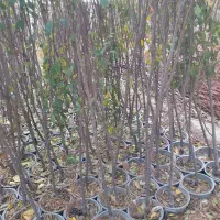 تولیدی نهال درخت گل نهالستان قم بدون واسطه|خدمات باغبانی و درختکاری|قم, سعادتی|دیوار