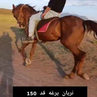 نریان|اسب و تجهیزات اسب‌سواری|تبریز, |دیوار