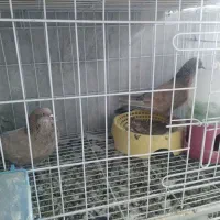 رنگی.دورگ|پرنده|باوی, |دیوار