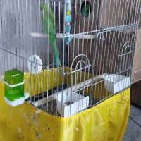 طوطی ملنگو جفت