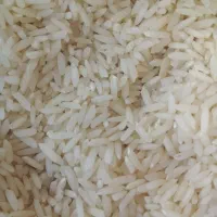 برنج کشت دوم بهنام رشت سورت شوده