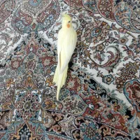 عروس هلندی لوتینو ماده|پرنده|فردوسیه, |دیوار