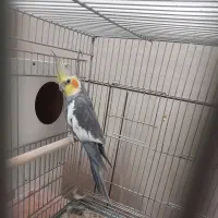 جفت عروس هلندی|پرنده|لار, |دیوار