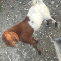 نر پلم پلم. چاق
