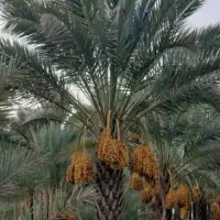 فروش نخل تنه بلند از یک متری تا 10متری