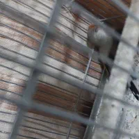 پرنده|پرنده|تربت جام, حافظ|دیوار