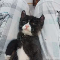 بچه گربه ۲ ماهه|گربه|کرمان, |دیوار