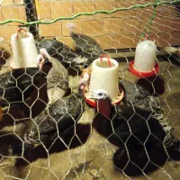 تخم بقلمون نطفه دار