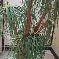 درختچه نخل