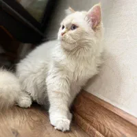 گربه رگدال|گربه|رودسر, |دیوار