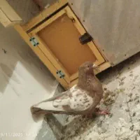 کبوتر یا کفتر