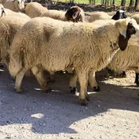 شک ورن سنجابی|حیوانات مزرعه|دالاهو, |دیوار