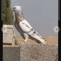 سوسنی دم سفید