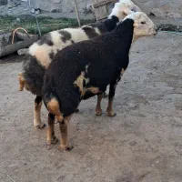 دو عدد قوچ پلنگی عروسک