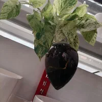 گل و گیاه آپارتمانی قیمت مناسب|گل و گیاه طبیعی|تربتحیدریه, بی بی حسنیه|دیوار