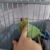 طوطی ملنگو ماده مست|پرنده|تهران, مختاری|دیوار